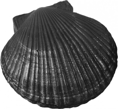 KChR_2_Rakushka_bol_shaya