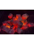 canvas4